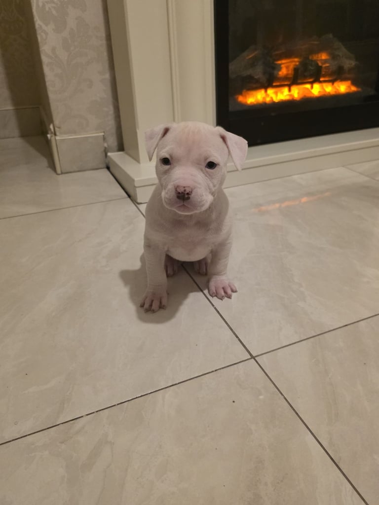 Chunky staff puppies 