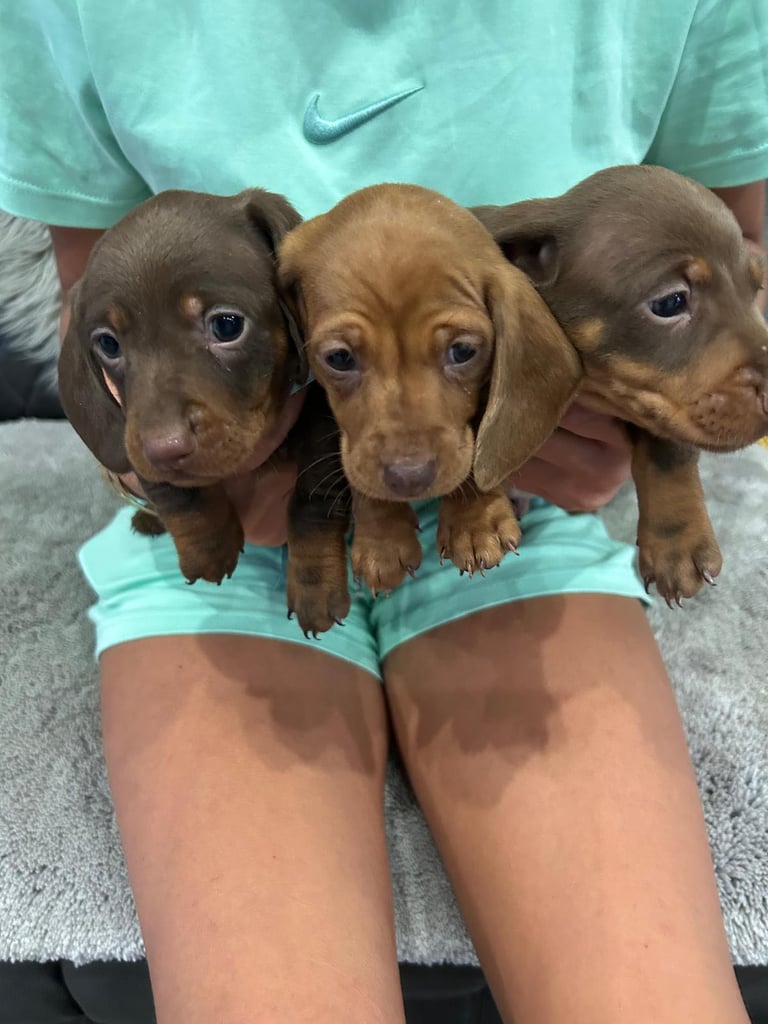 Miniature Dash hounds puppies for sale