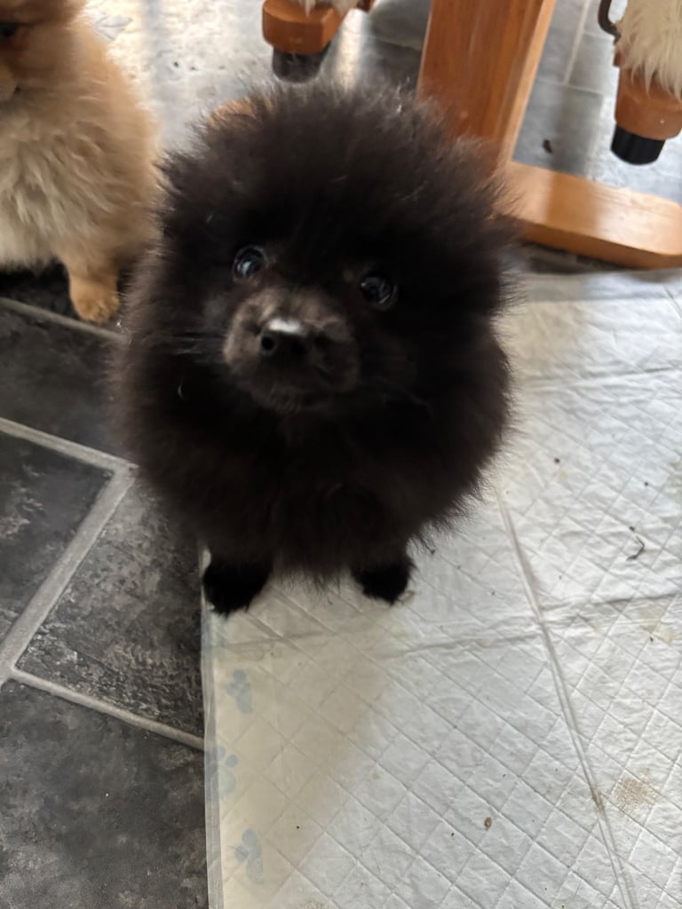 Pomeranian Puppy 