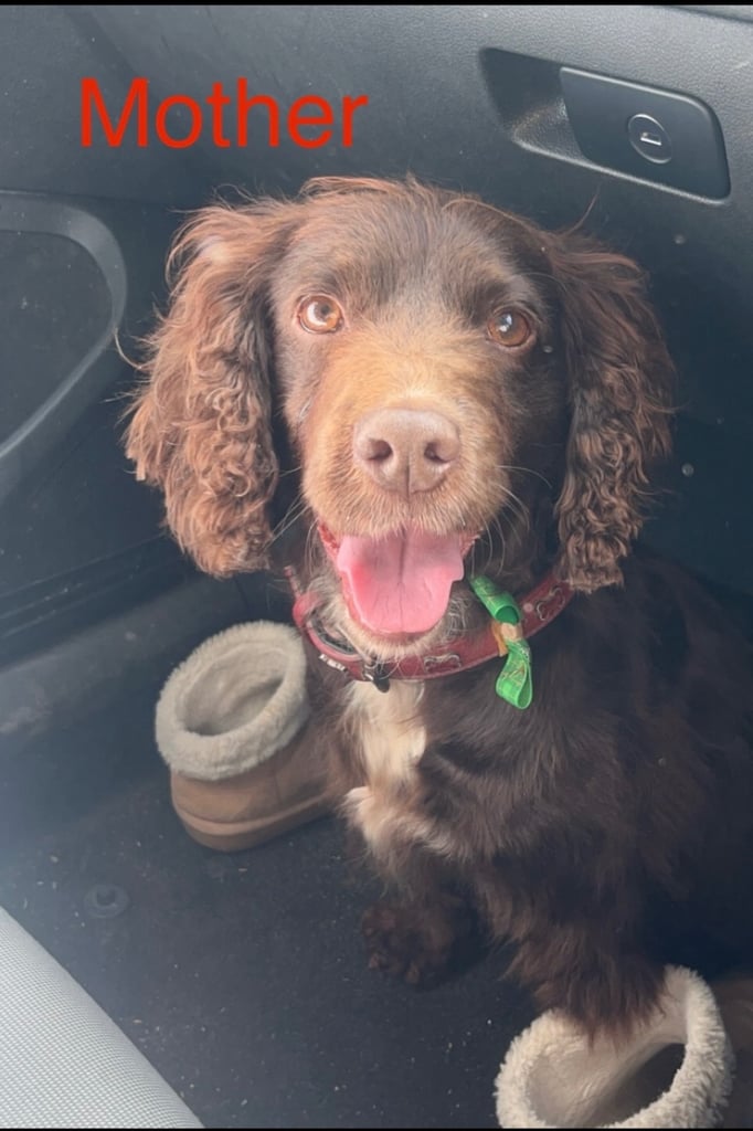 3 chocolate cocker spaniel puppies 