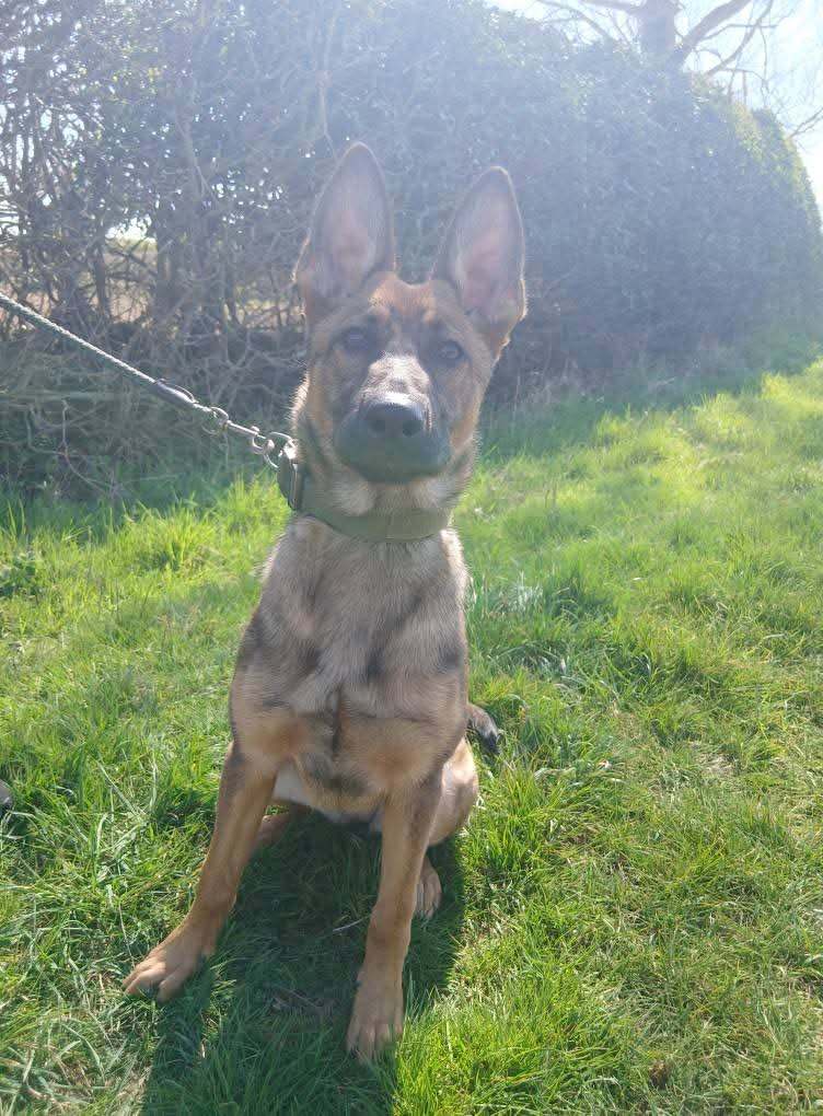 Belgian Malinois x Dutch shepherd 
