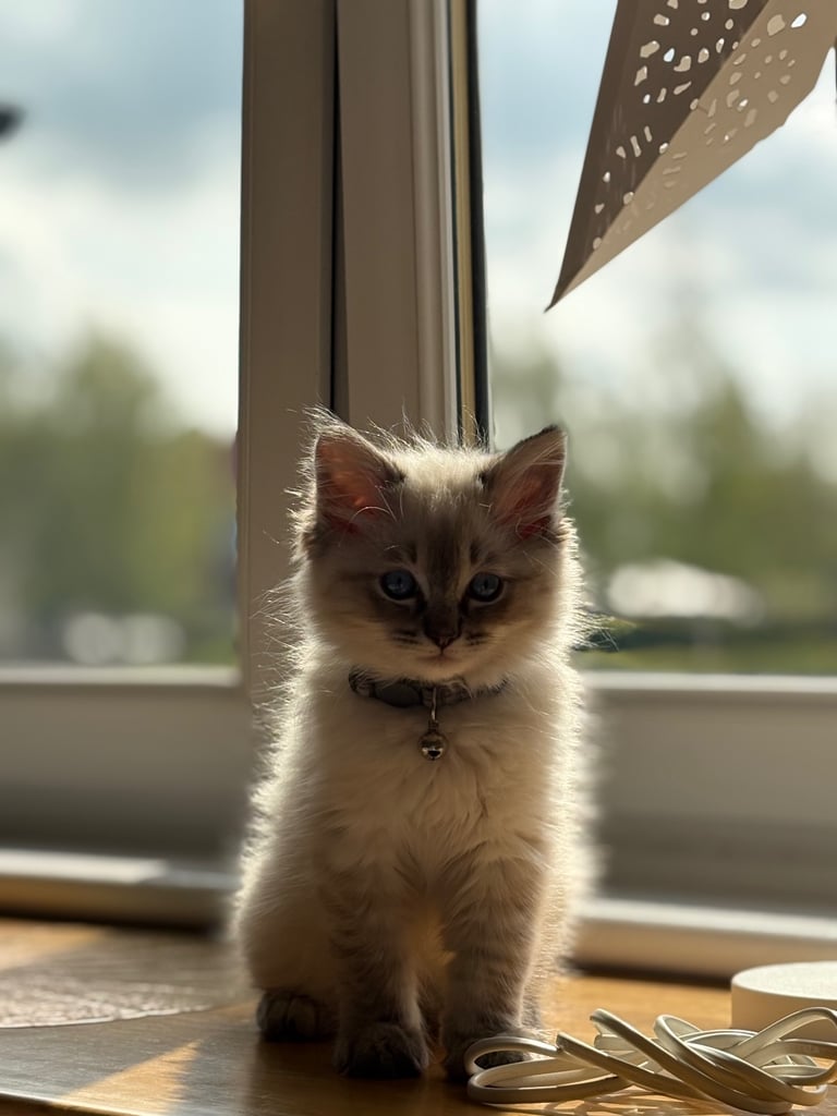 Ragdoll 