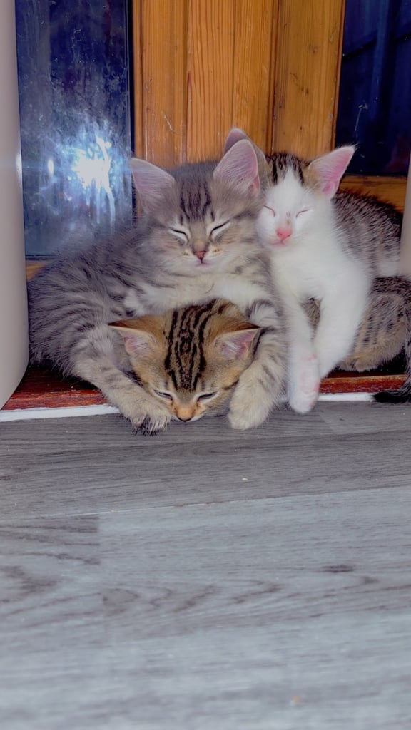 2 kittens looking for forever home 
