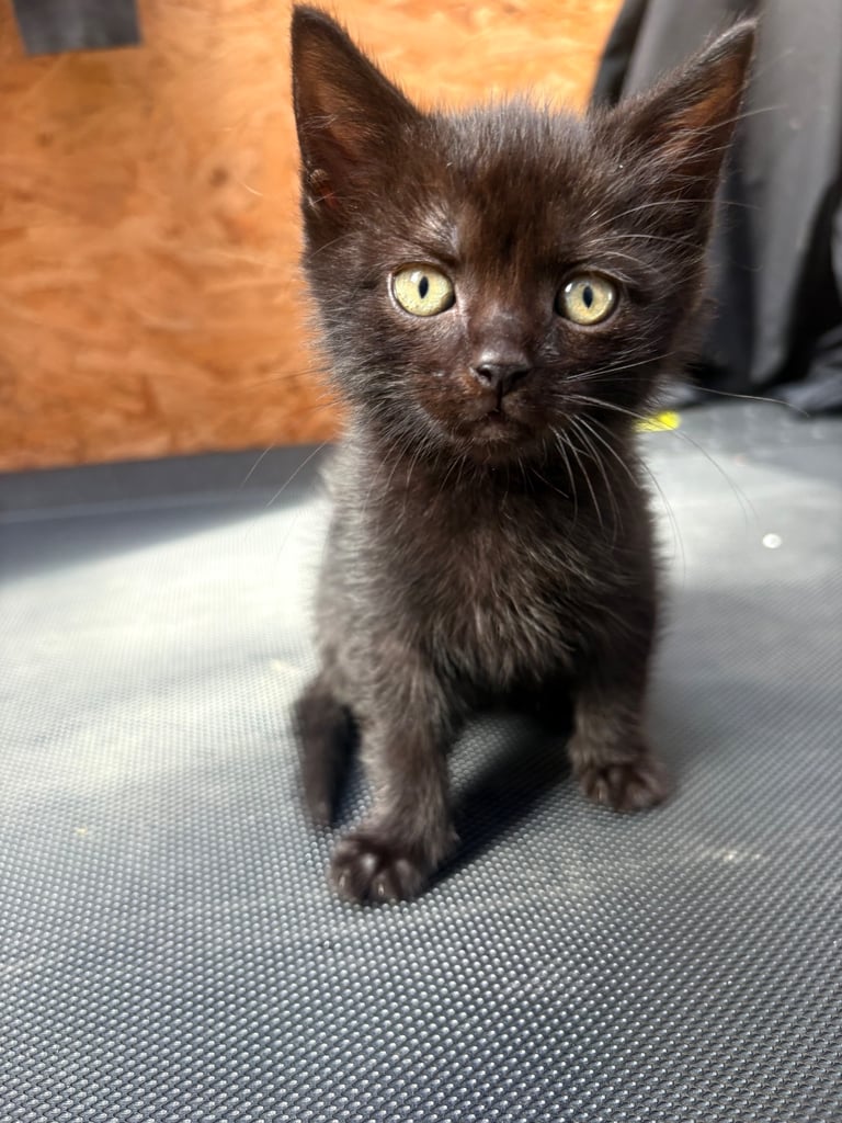 2 kittens for sale
