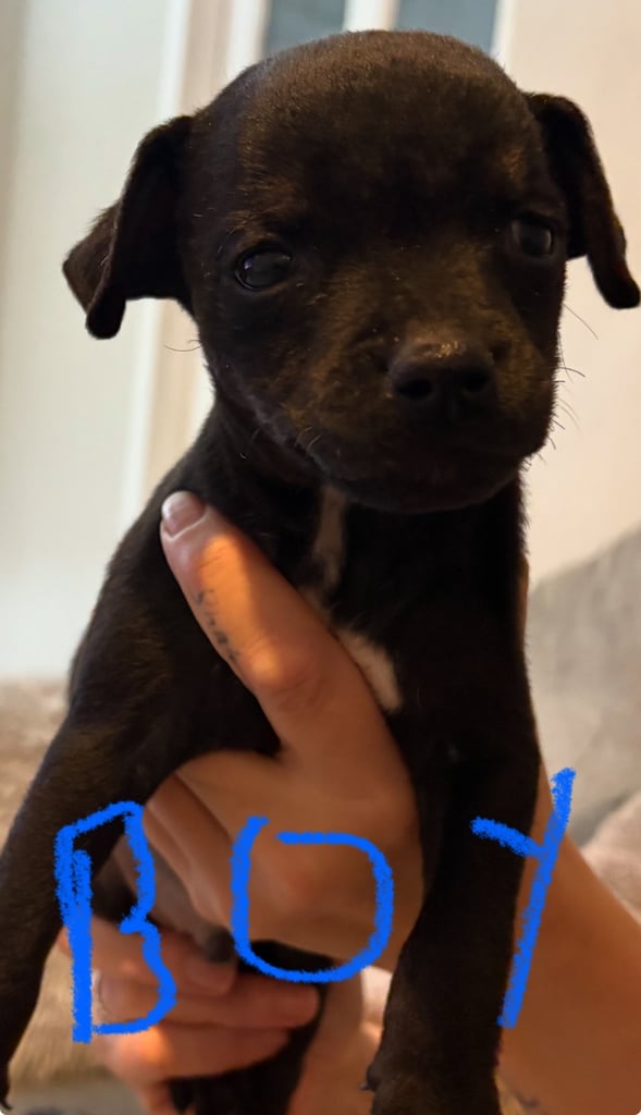 Patterdale terriers for sale 