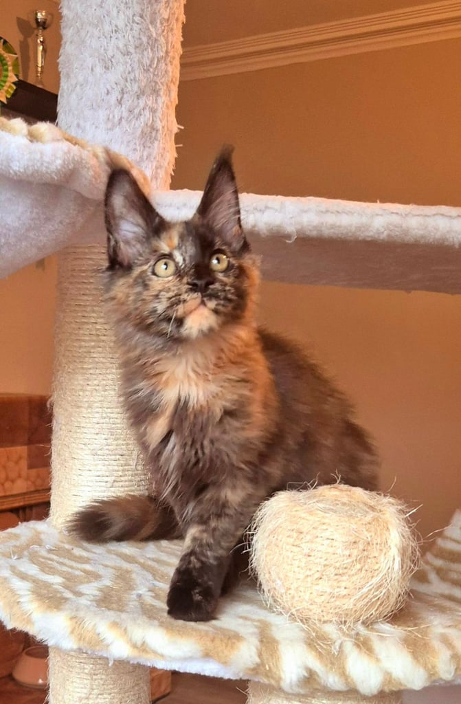 Maine coon gccf reg