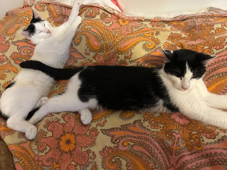 Adorable kittens looking for home 