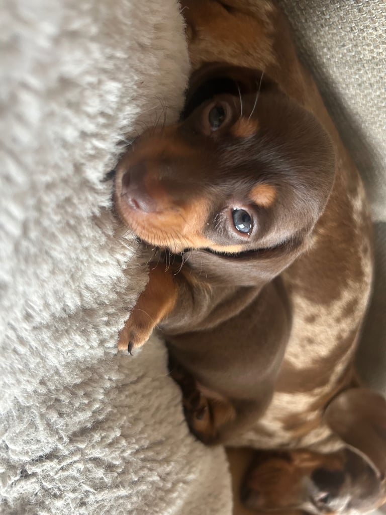 image for Miniature dachshund puppies 