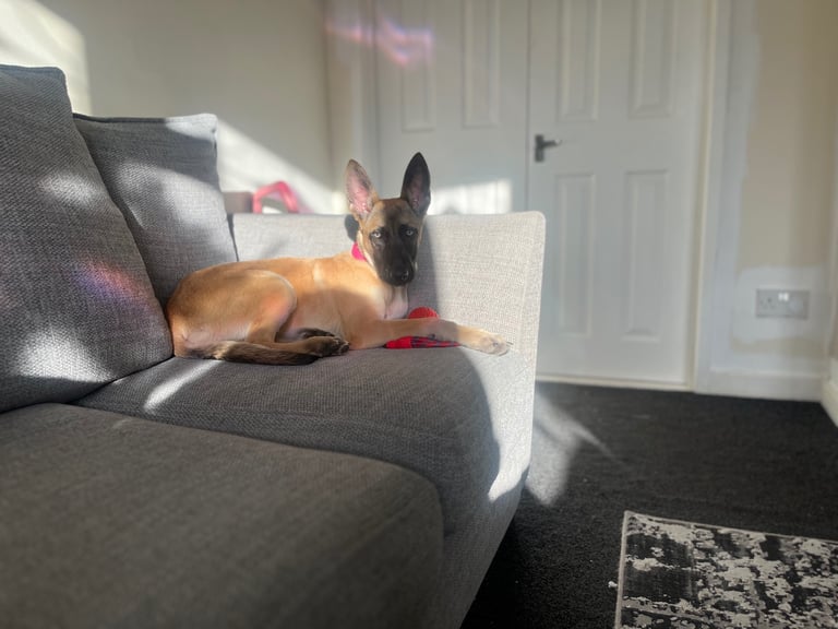 belgian malinois