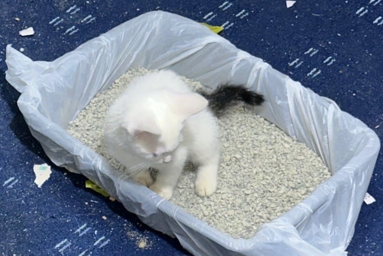 White male kitten with green eyes 2 month old 