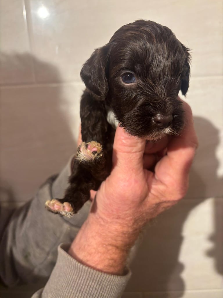f2 Cockapoo puppies 7 left 