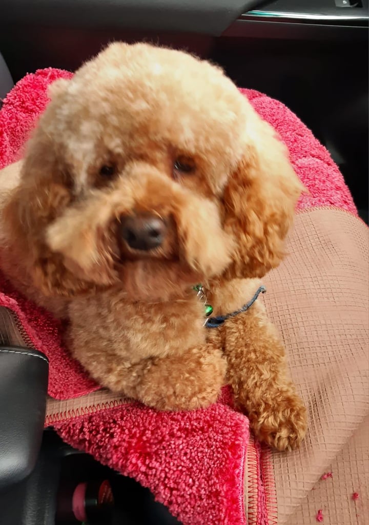 toy cockapoo