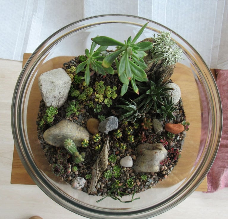image for Desert Succulent Terrarium