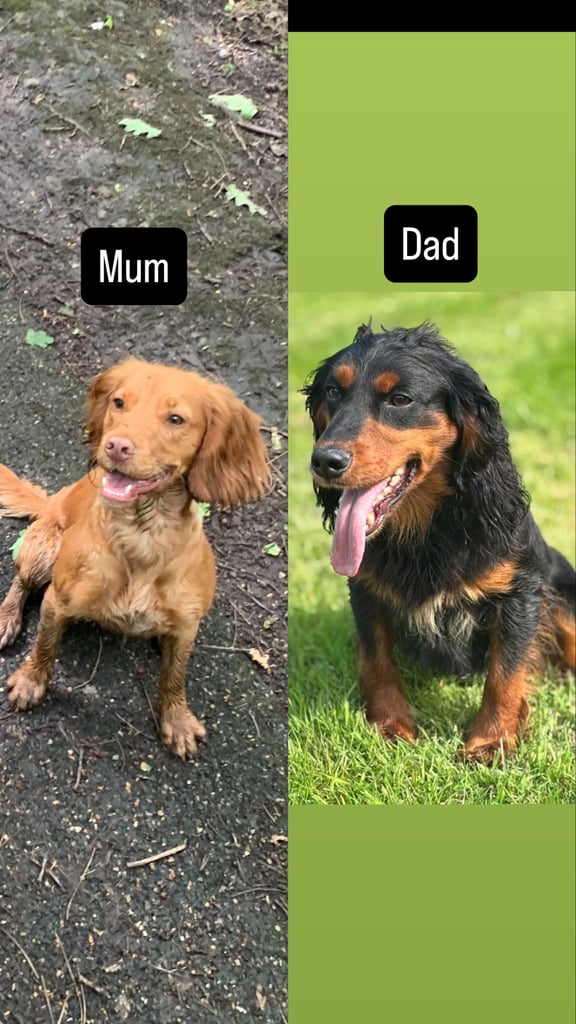 Working cocker spaniel puppies