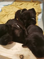 Beautiful Chunky Puppies All rehomed!