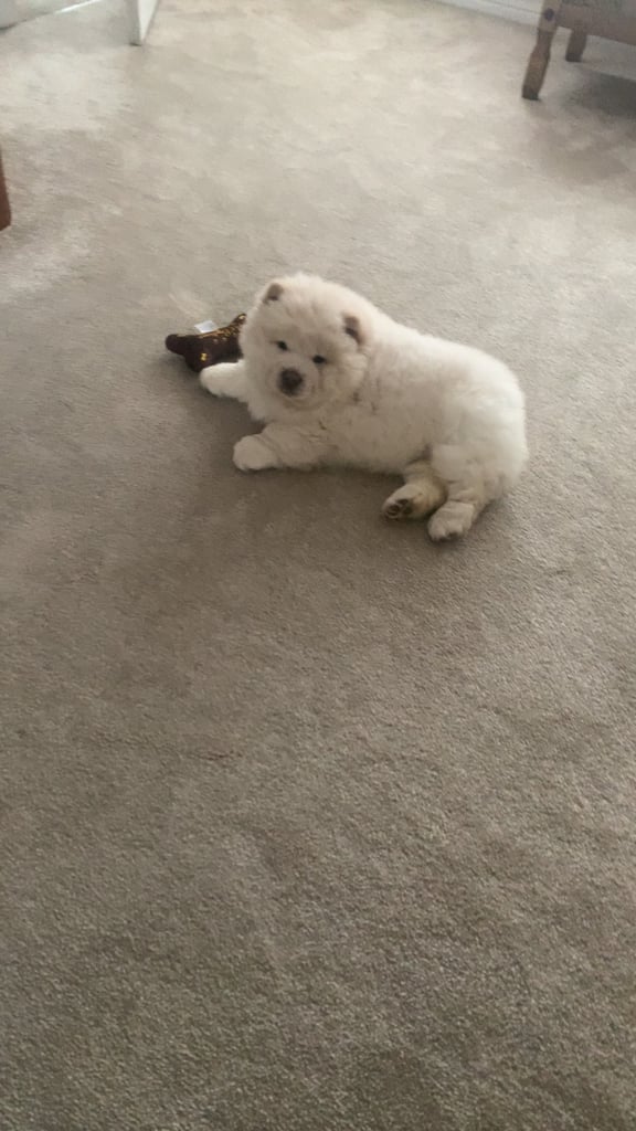 Chow chow bitch pup for sale 