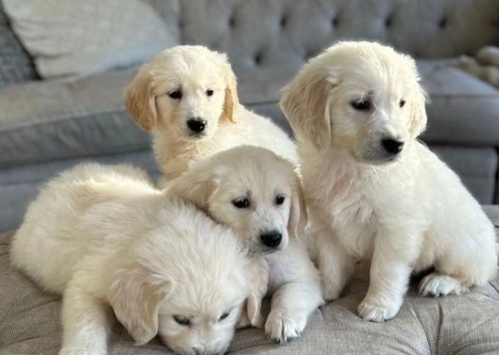 STUNNING CHUNKY PUPPIES DNA TESTED 