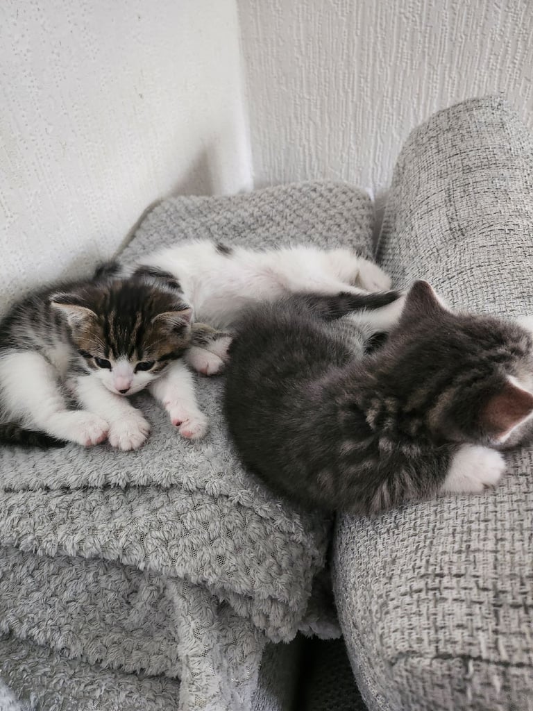 Kittens for sale
