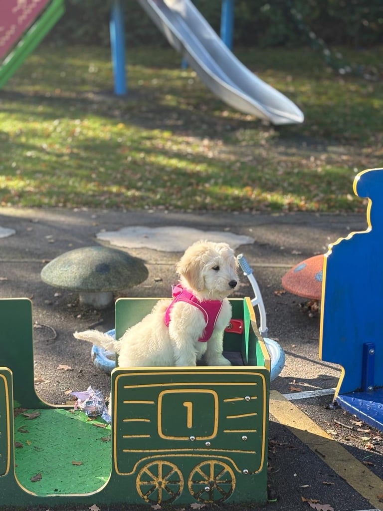 Australian Labradoodle puppy for sale 