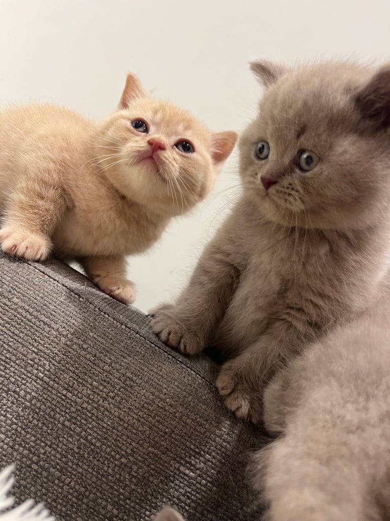 British-shorthair-cats in Bradford, West Yorkshire Cats