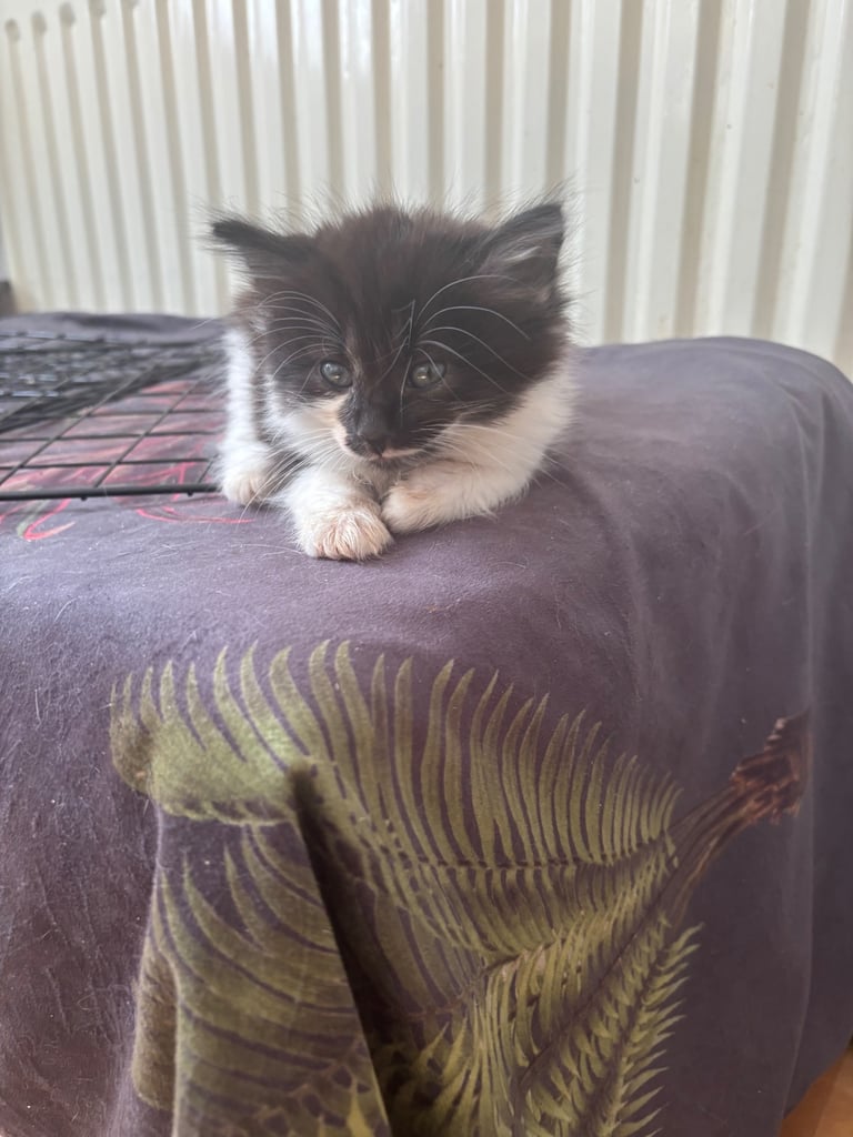 Kittens for sale