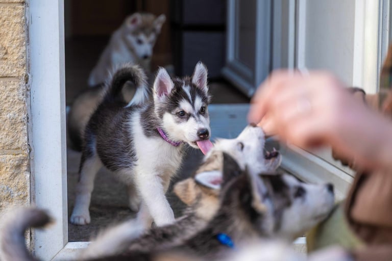3 Beautiful Husky X Malamute Puppies for sale 