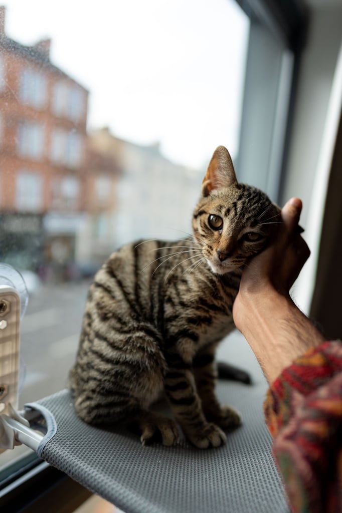 9 months old beautiful Boy kitten for sale