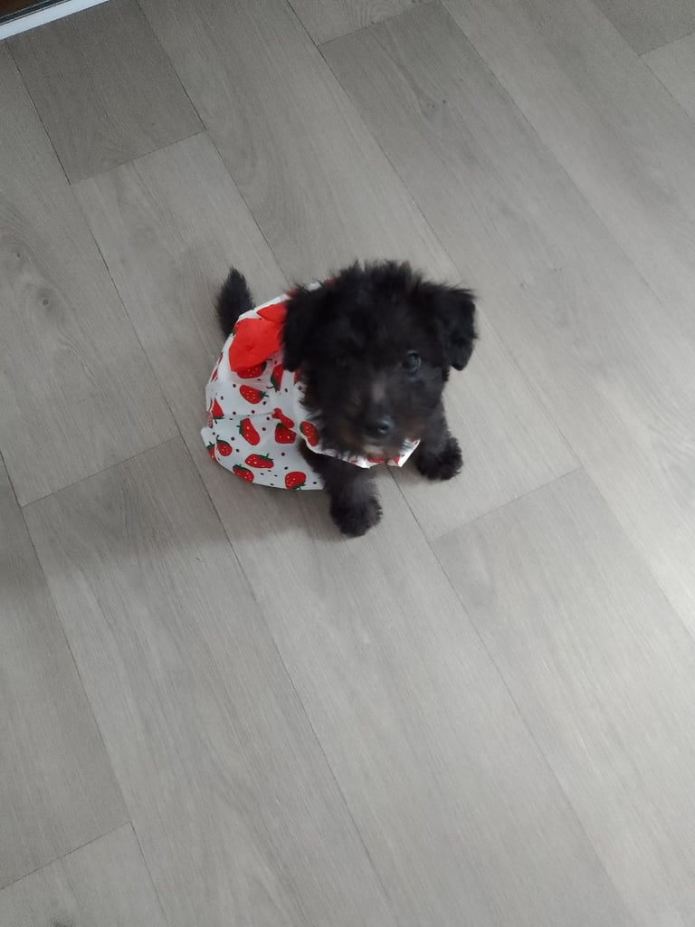 Shihpoo female puppy for sale