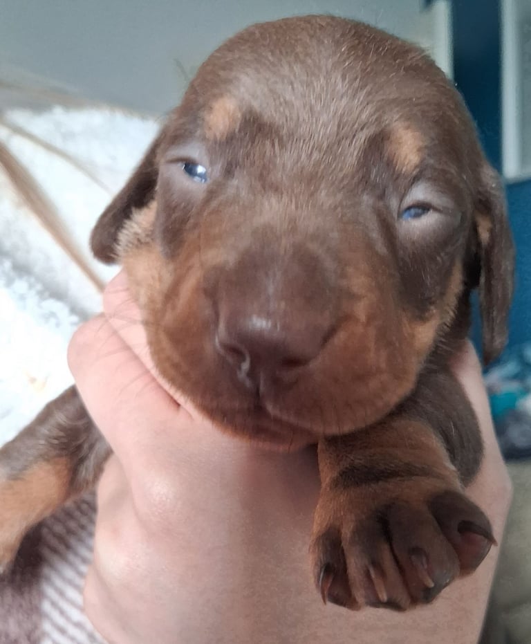 Min chocolate and tan smooth hair