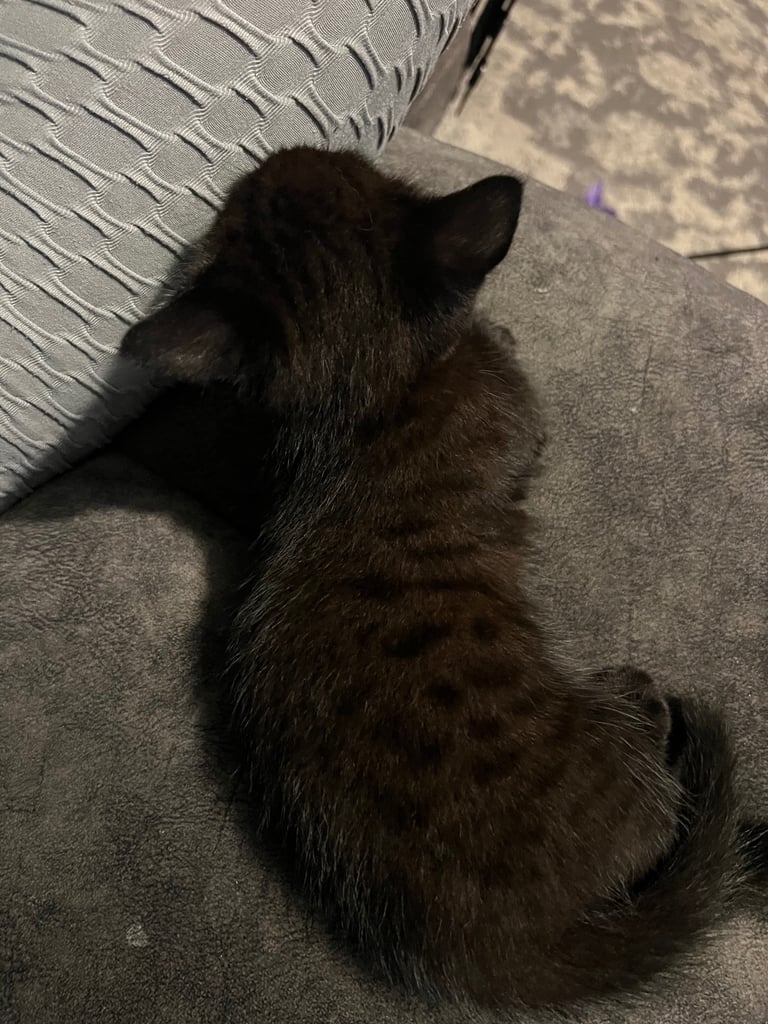 Ragdoll mix (available Now) reserved 