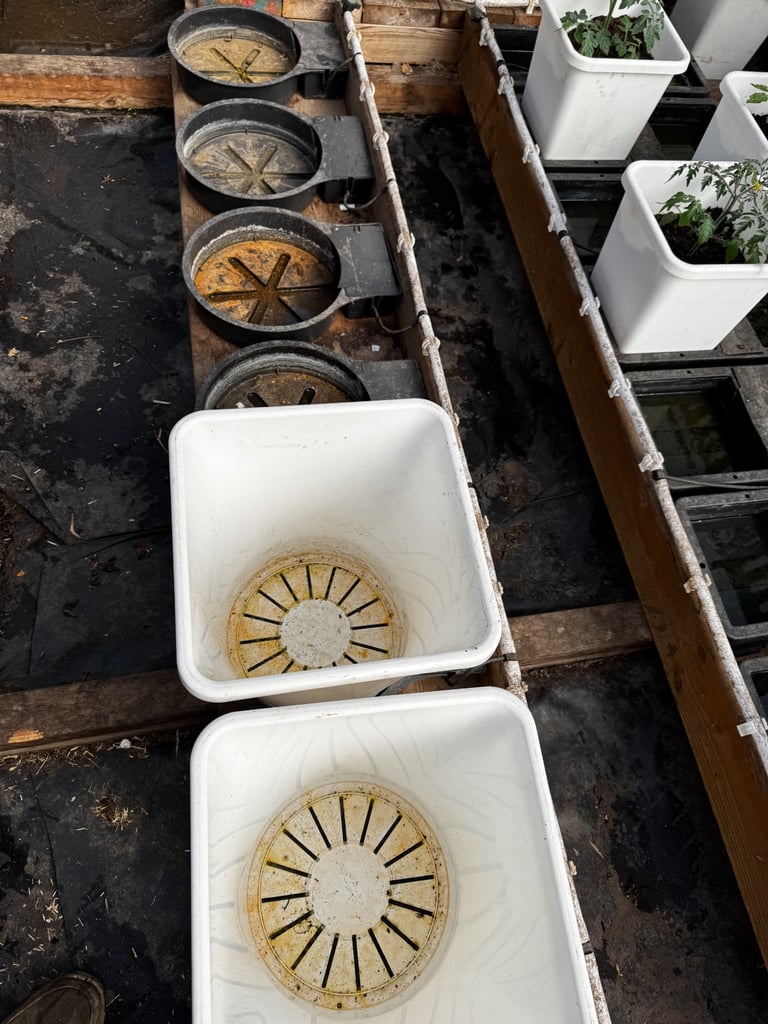 Haygrove polytunnel