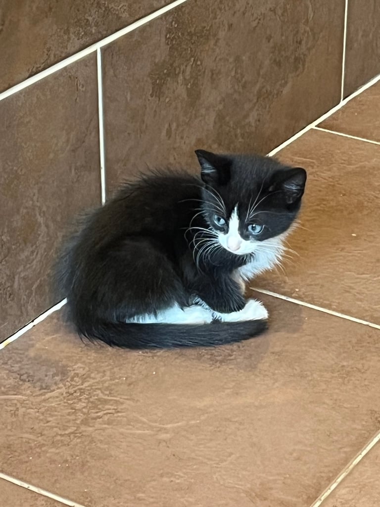 11 week old kittens 