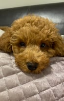1 gorgeous red boy toy poodle left!!