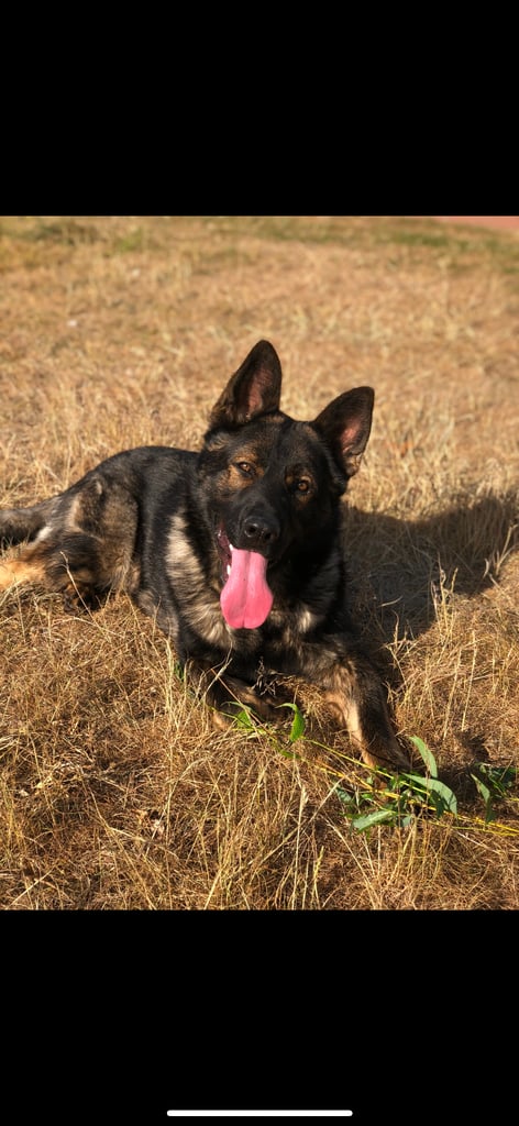 TOP CZECH LINE GERMAN SHEPHERD PUPPIES AVAILABLE!!