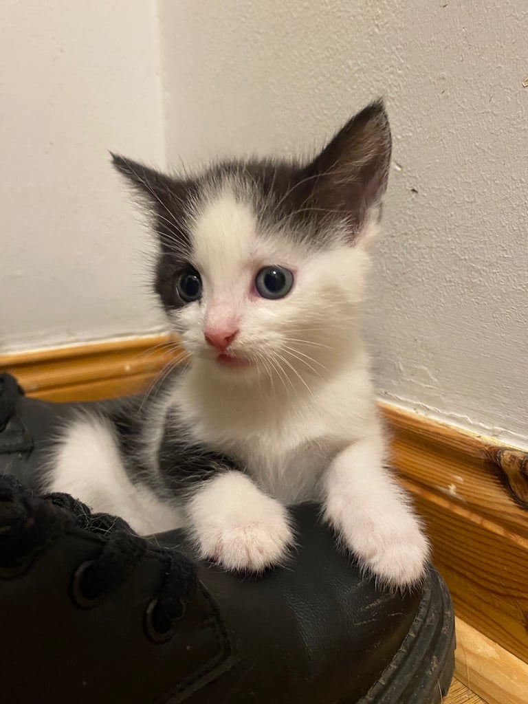 2 gorgeous little girls looking for their forever homes 