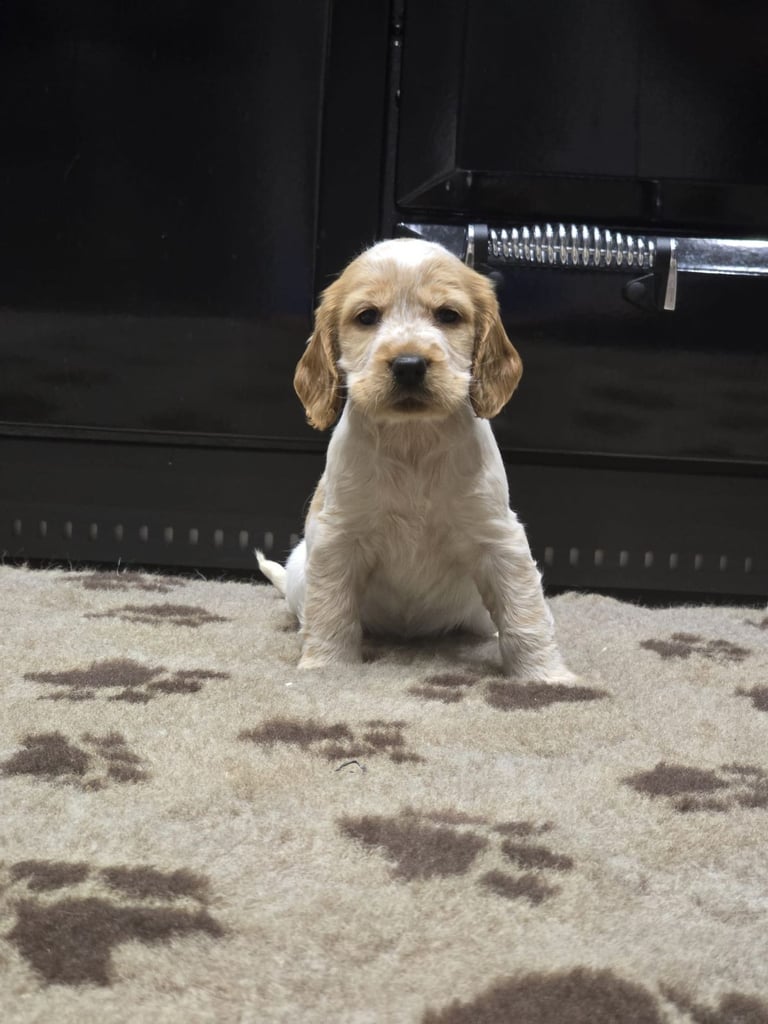 Show Cocker Spaniel Puppies 