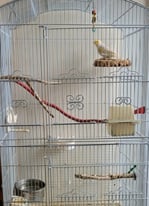 Bird (canary) and cage