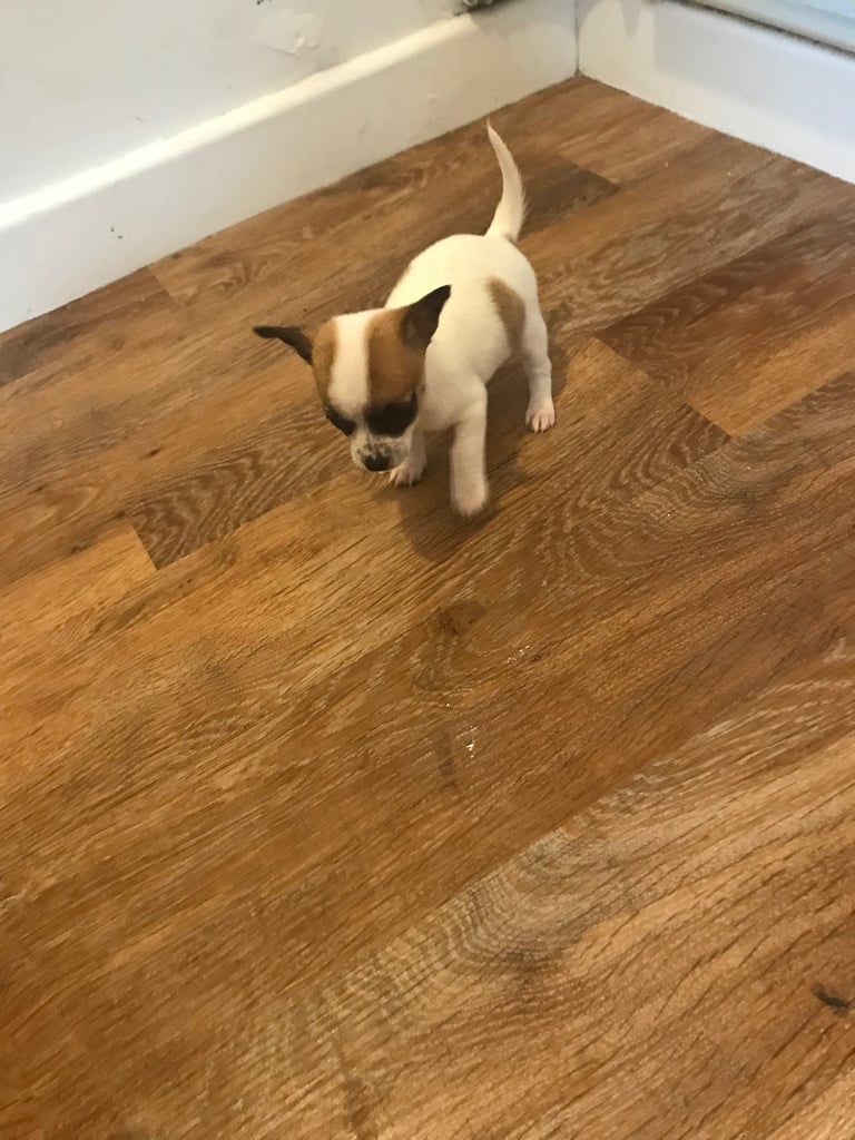 6 Jack Russel x Chihuahua puppies 