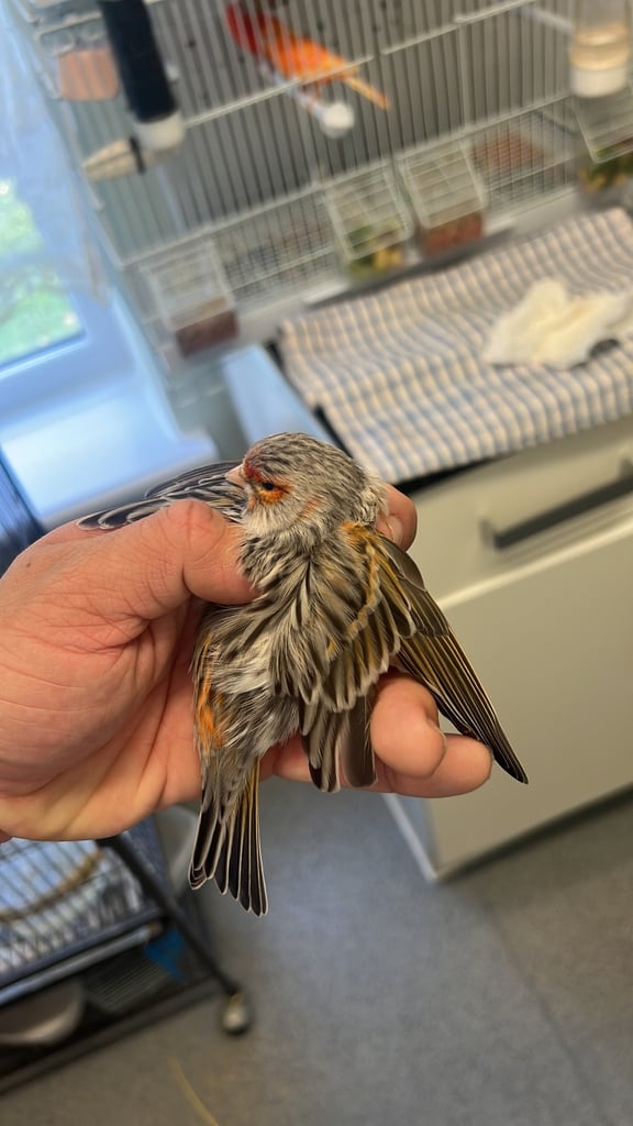 Mixed canaries for sale!