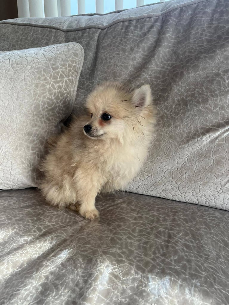 Miniature Pomeranian puppy 