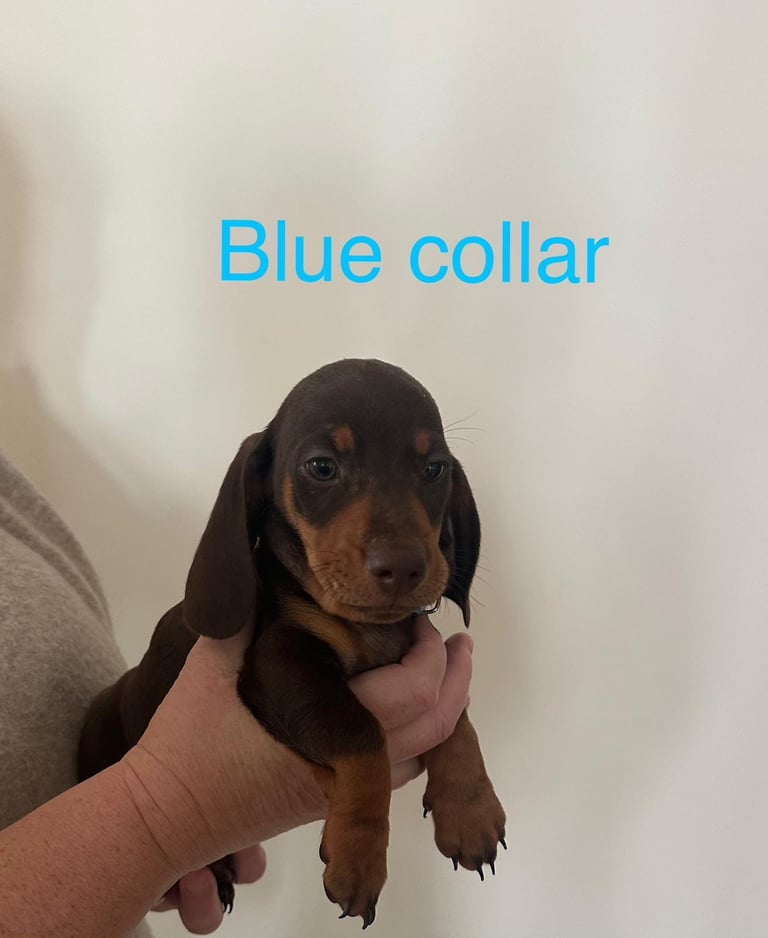 Miniature dachshund puppies *READY TO LEAVE*