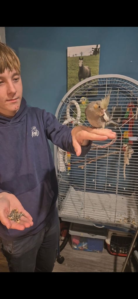 Silly tame cockatiels