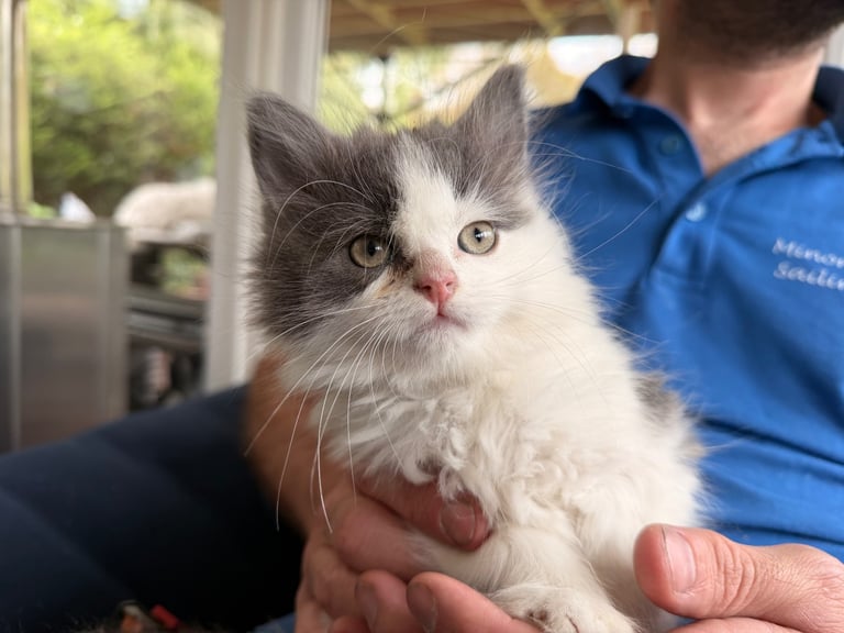 image for 4 gorgeous fluffy grey and black kittens. 