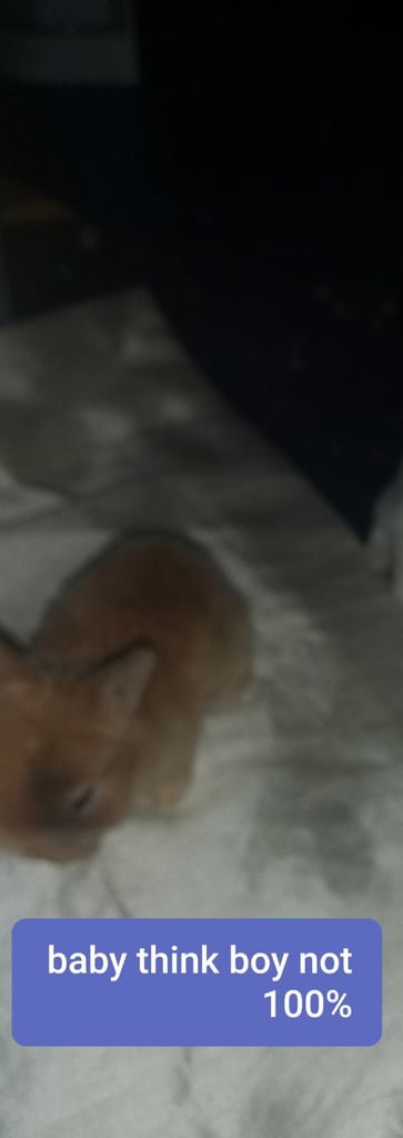 1baby 3 adult rabbits 