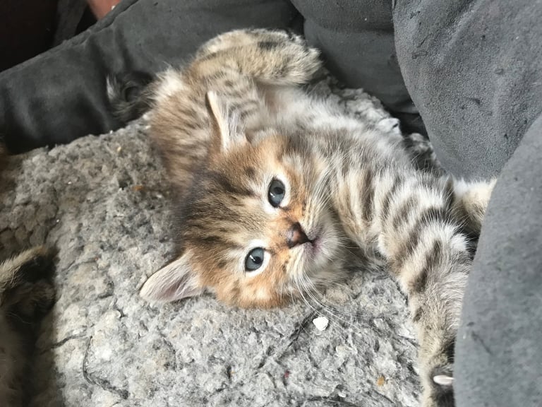 2 Beautiful Fluffy Tabby Kittens for sale