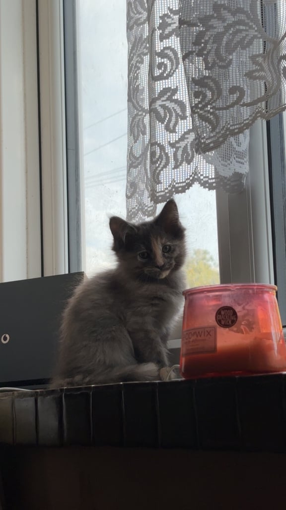 🐾 Beautiful ¾ Maine Coon x ¼ Ragdoll Kittens – 7 Available 🐾