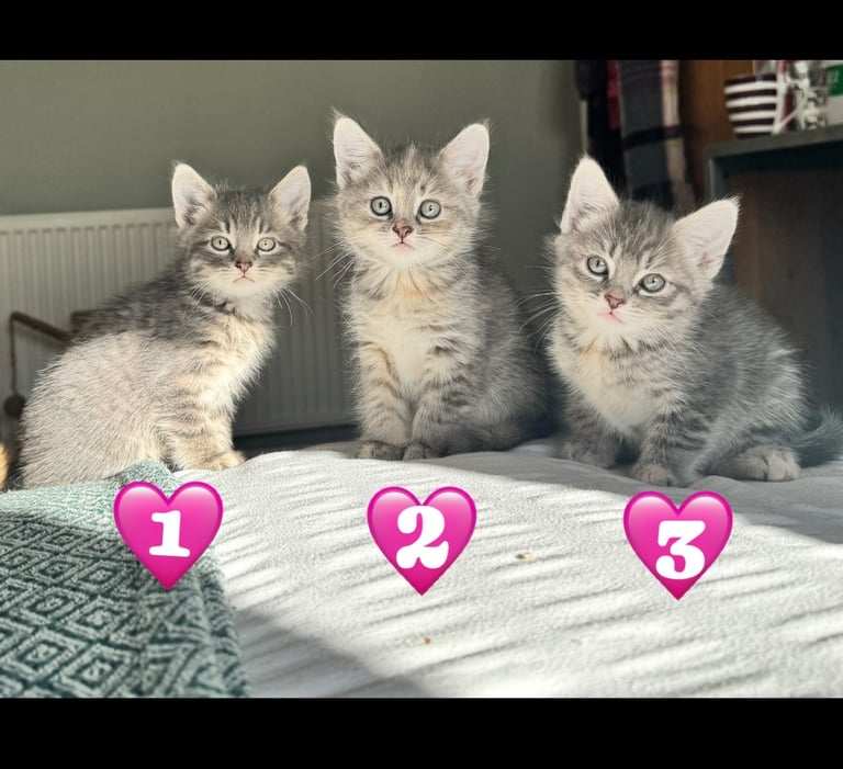 8 week old kittens ready for forever home! 