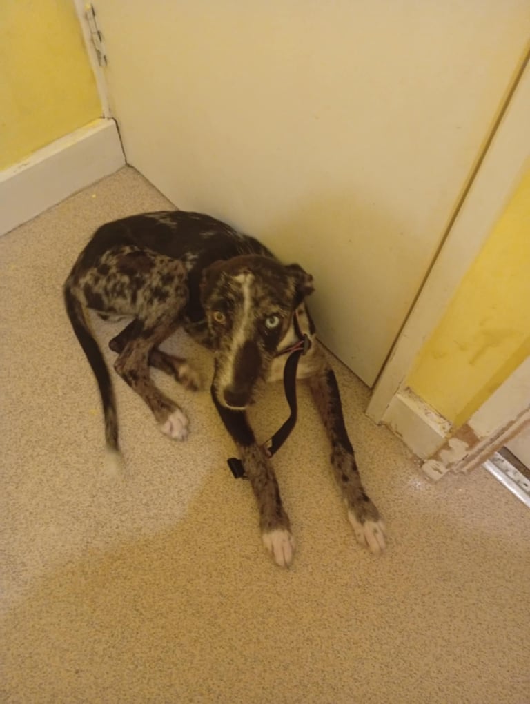 Lurcher Dogs Puppies for Sale Gumtree