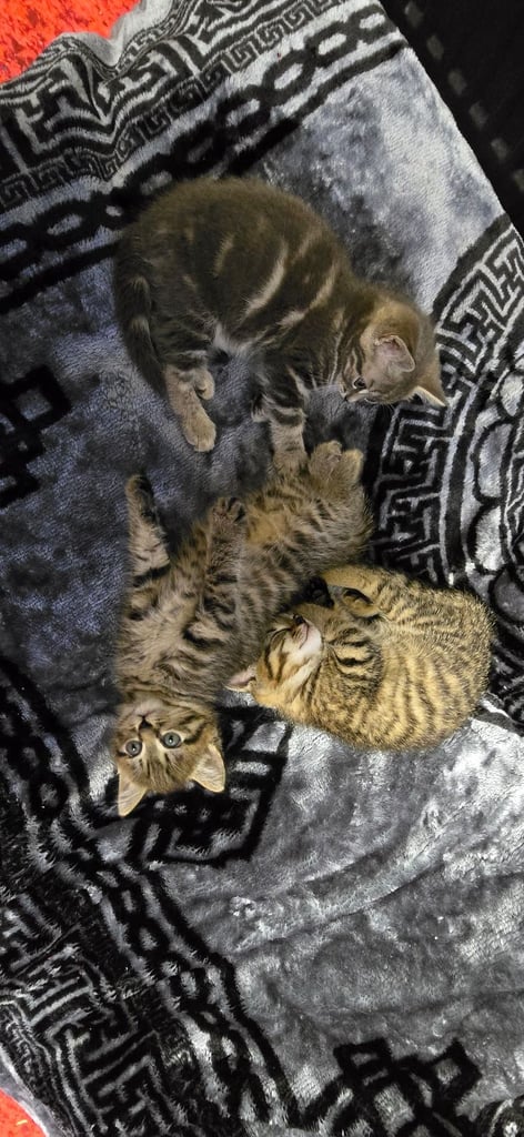 Kittens