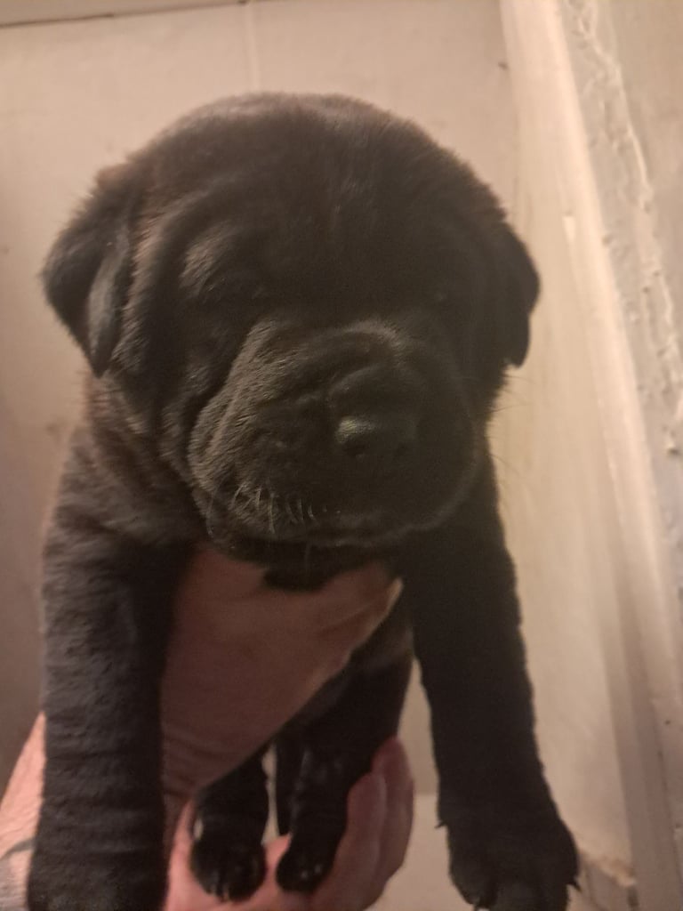 Shar Pei